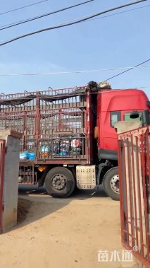 高度50厘米鸢尾