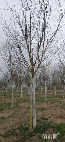 12公分速生国槐