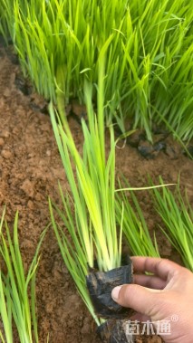 高度20厘米水生鸢尾