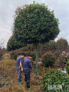 12公分高杆红叶石楠