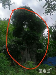 高度300厘米金弹子