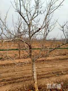 高度350厘米石榴