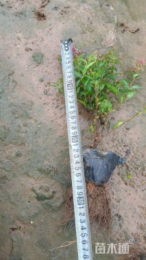 高度25厘米金焰绣线菊