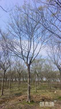 14公分朴树