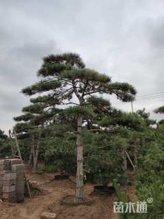 20公分泰山松