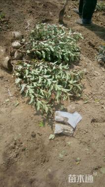 高度60厘米紫叶风箱果