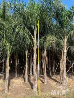 裸干高500厘米金山葵