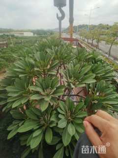 9公分鸡蛋花