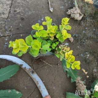 高度18厘米过路黄