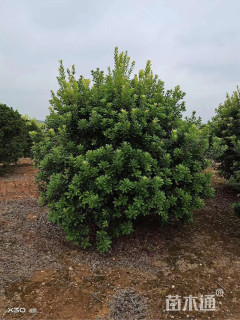 冠幅2500厘米杨梅球