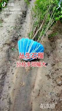 高度250厘米丛生石榴