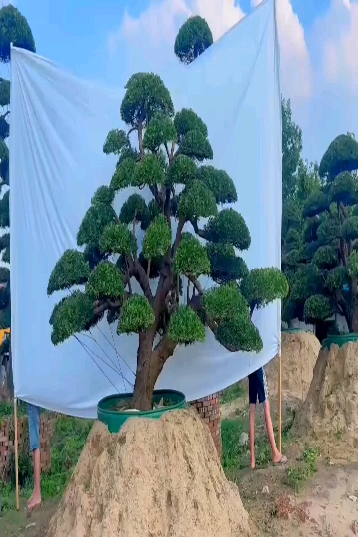 20公分罗汉松