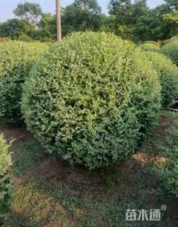 冠幅140厘米银姬小蜡球