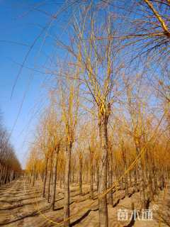 17公分金丝垂柳