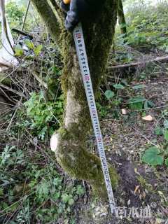 高度300厘米瓜子黄杨