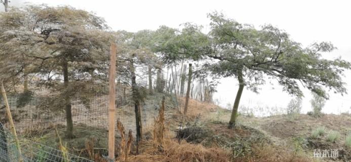 高度150厘米羽毛枫