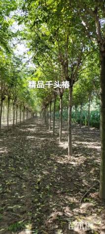 8公分千头椿
