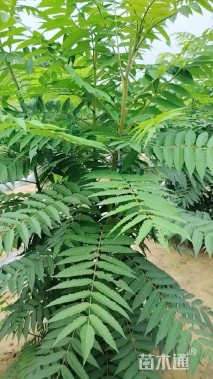 高度250厘米丛生火炬