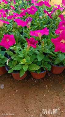 高度12厘米矮牵牛