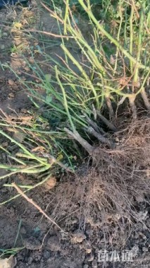 高度30厘米大花月季