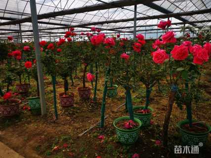 高度200厘米月季