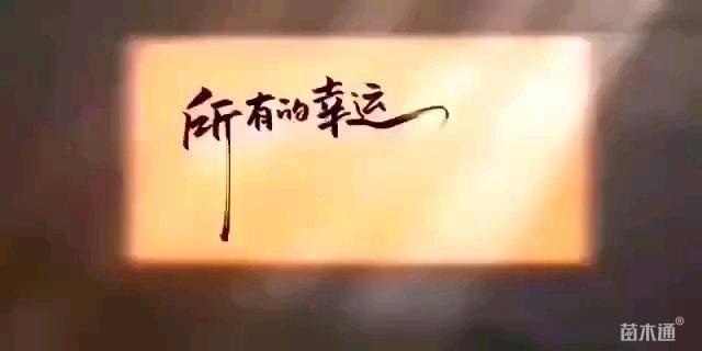 高度60厘米龙舌兰