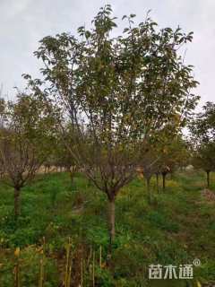 10公分染井吉野樱