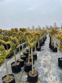 5公分造型亮晶女贞