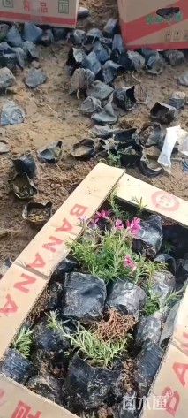 高度8厘米福禄考