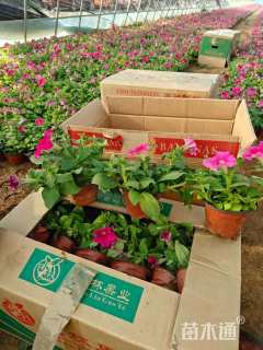 高度20厘米牵牛