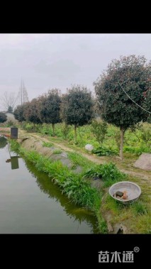 12公分红叶石楠