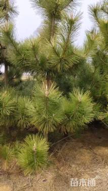 高度190厘米黑松