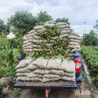 高度45厘米海桐