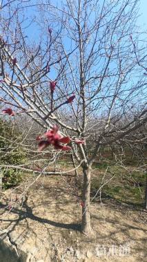 14公分绚丽海棠