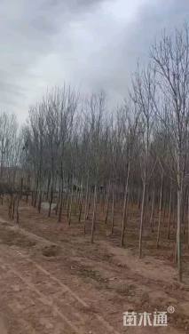 6.公分白蜡