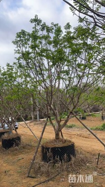 高度300厘米黄皮