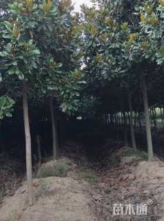 20公分广玉兰