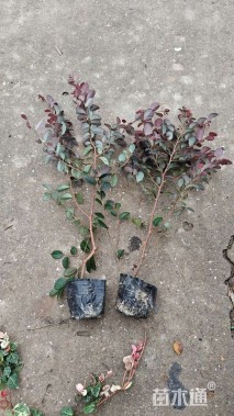 高度15厘米红花继木
