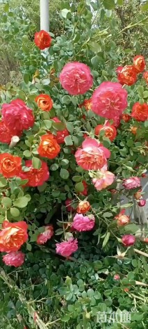 高度60厘米大花月季