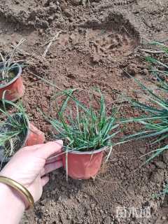 高度10厘米小兔子狼尾草