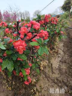 高度60厘米贴梗海棠