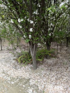 18公分西府海棠