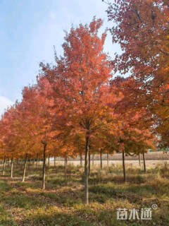 20公分美国红枫-红点