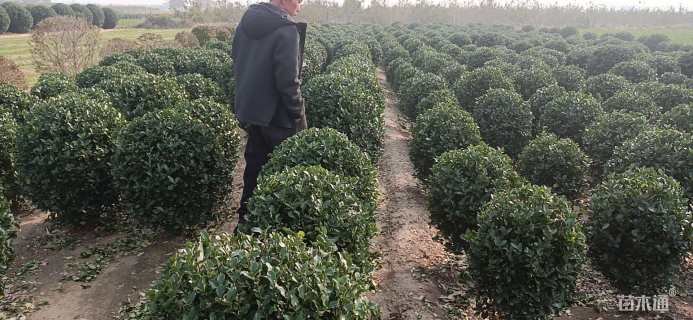 原生苗大叶黄杨球