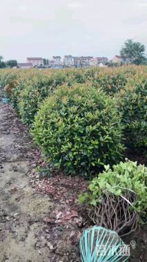 冠幅120厘米红叶石楠球
