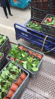 高度15厘米冰岛虞美人