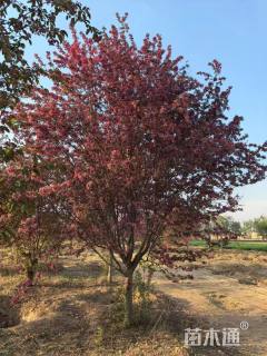 高度350厘米珠穆朗玛海棠