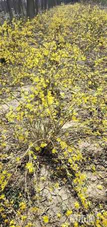 高度60厘米迎春花