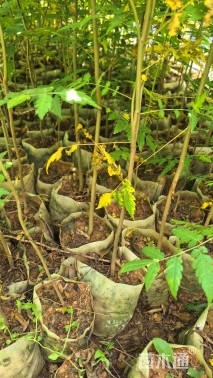 高度50厘米栾树小苗