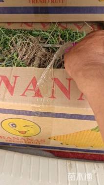 高度8厘米半枝莲